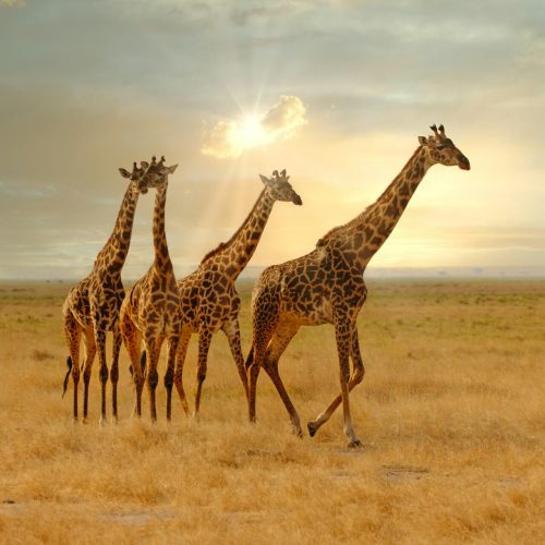 7 Days Safari Tanzania